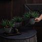 Pineara Succulent Holders - Grey