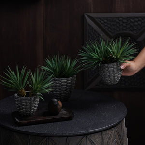 Pineara Succulent Holders - Grey
