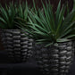 Pineara Succulent Holders - Grey