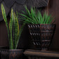 Petara Succulent Holder - Copper