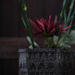 Petara Succulent Holder - Grey
