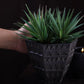 Petara Succulent Holder - Brown