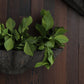 Corvara Wall Planter - Brown